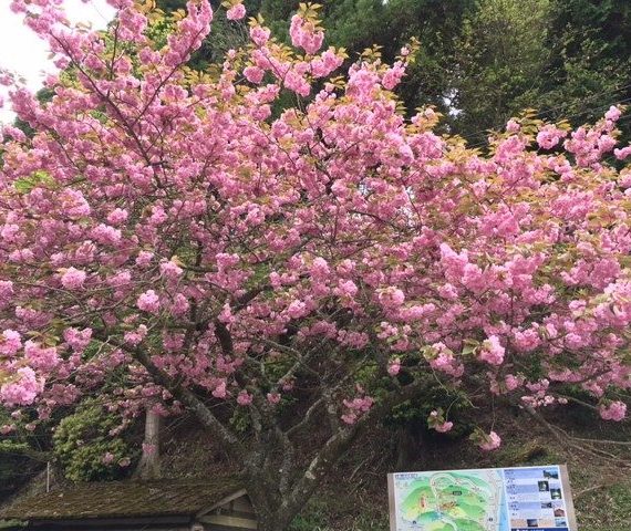 休日の過ごし方