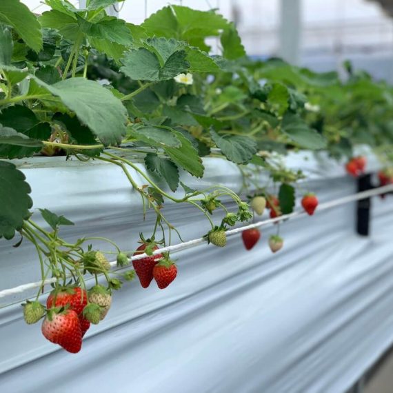 念願のいちご狩り