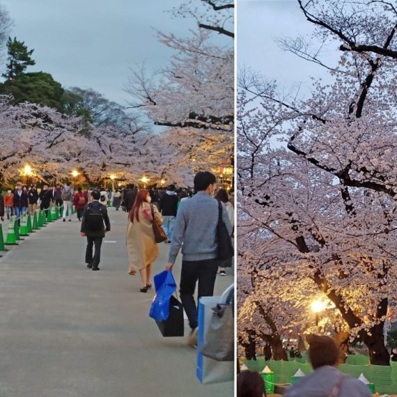 桜が咲く季節になりました！
