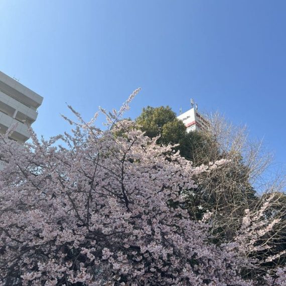 サクラサク！2年目が始まりました！