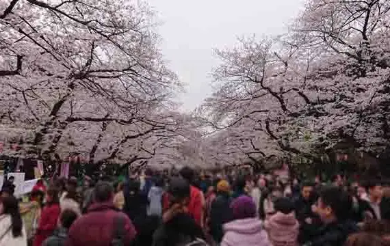 毎年恒例のお花見