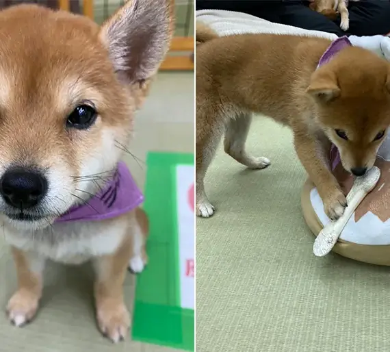 ワンちゃんに癒されてます