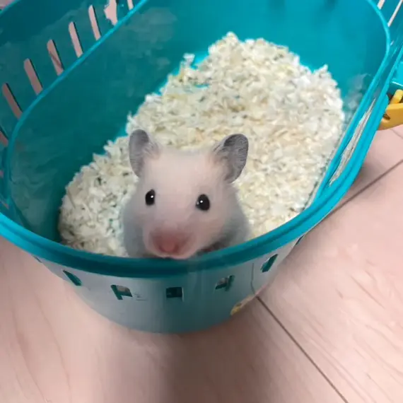 生き物から学ぶ営業力