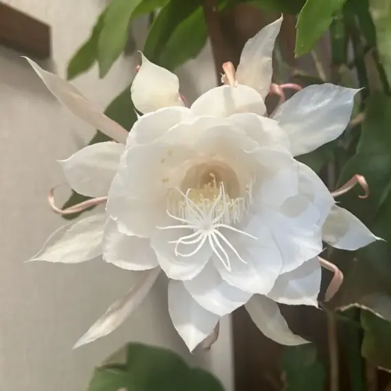 月下美人が咲きました