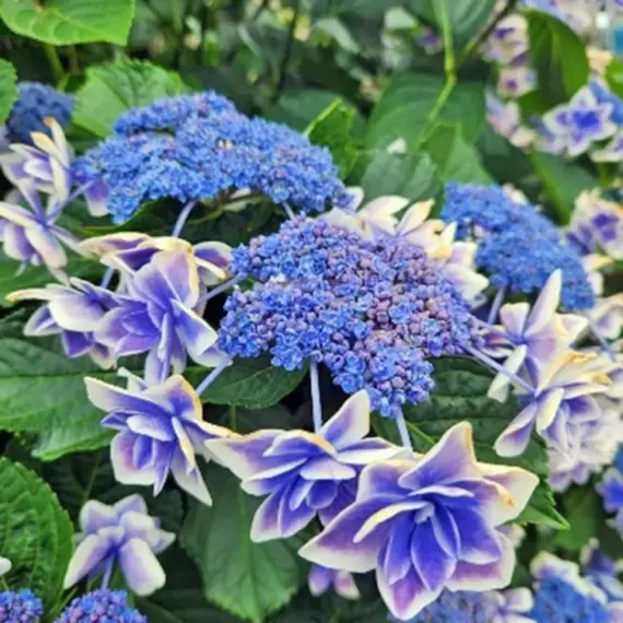 iCracked Store（アイクラックト ストア）柏モディOPENのお知らせ